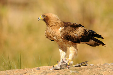 aguila calzada en el campo con sus presas