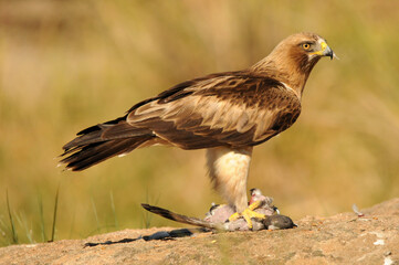 aguila calzada en el campo con sus presas