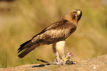 aguila calzada en el campo con sus presas