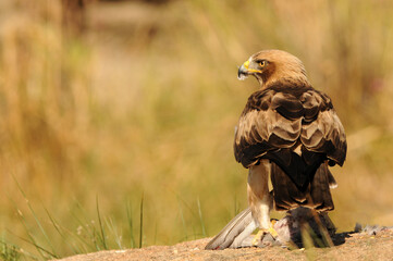aguila calzada en el campo con sus presas
