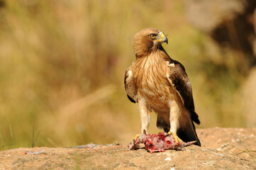 aguila calzada en el campo con sus presas