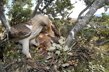 Aguilas calzadas en el nido
