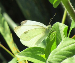 butterfly on leaf