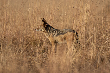 Black Backed Jackal, Kruger National Park