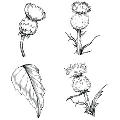 Thistle by hand drawing. Wildflower floral logo or tattoo highly detailed in line art style. Black and white clip art isolated. Antique vintage engraving illustration for emblem. Herbal medicine.