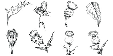 Thistle by hand drawing. Wildflower floral logo or tattoo highly detailed in line art style. Black and white clip art isolated. Antique vintage engraving illustration for emblem. Herbal medicine.