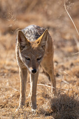 Black Backed Jackal, Kruger National Park