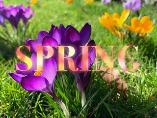 Colorful red and orange lettering "Spring" in front of blooming purple and orange crocus flowers	
