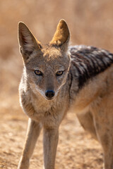 Black Backed Jackal, Kruger National Park