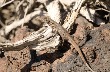 La Palma lizard Gallotia galloti palmae. Female. Mazo. La Palma. Canary Islands. Spain.