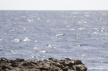 Yellow-legged gulls Larus michahellis atlantis resting in the coast. Mazo. La Palma. Canary Islands. Spain.
