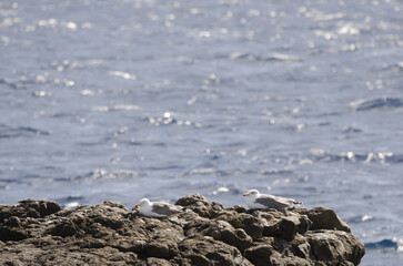 Yellow-legged gulls Larus michahellis atlantis resting in the coast. Mazo. La Palma. Canary Islands. Spain.