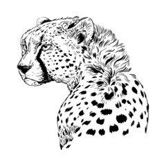 illustration animal cheetah predator black and white
