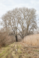 Wet wetland forest in Petrovaradin, Novi Sad, Serbia.