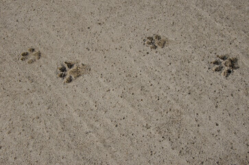 Dog tracks on dry cement. Mazo. La Palma. Canary Islands. Spain.