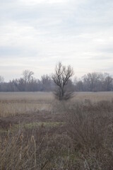 Wet wetland forest in Petrovaradin, Novi Sad, Serbia.