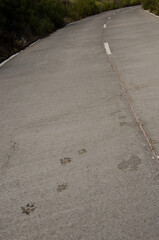 Dog tracks on a concrete road. Mazo. La Palma. Canary Islands. Spain.