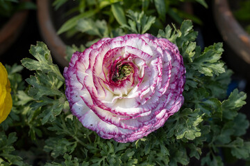 Buttercup beautiful plant flower blooms in spring