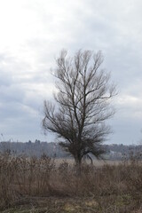 Wet wetland forest in Petrovaradin, Novi Sad, Serbia.