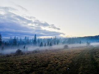 Fototapeta na wymiar Misty in the forest