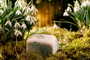 Beautiful first blossom spring flowers snowdrops in forest
