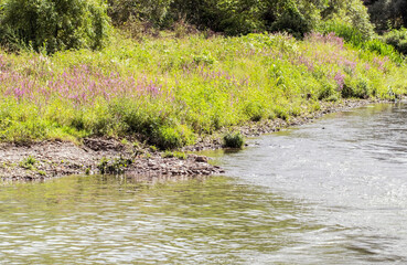 Beautiful and peaceful river Ibar, Kosovo with many trees and flowers on the shore