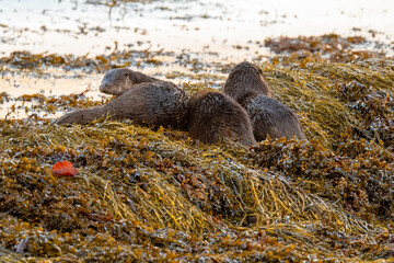 Eurasian Otter (Lutra lutra) on seaweed covered rocks on the Isle of Mull, Scotland