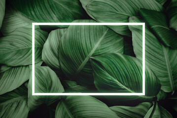 Spathiphyllum cannifolium concept, green abstract texture with white frame, natural background,...