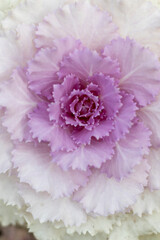 Fototapeta premium Brassica oleracea ornamental plant closeup