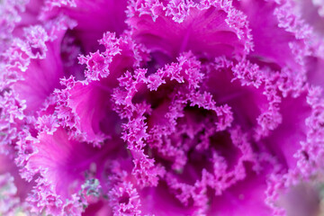 Brassica oleracea flowering plant closeup