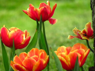 spring tulips