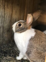 white rabbit