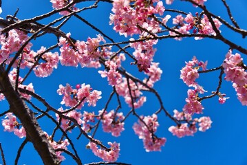 河津桜