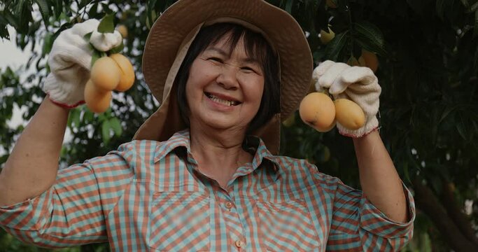 Senior Asian farmer harvesting fresh sweet yellow Marian plums or Gandaria fruit. Maprang or mayong-chit exotic tropical fruits.