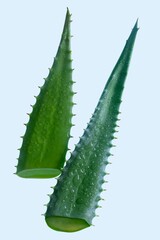 Aloe slices on grey blue background. Aloe cosmetic cream gel swath.