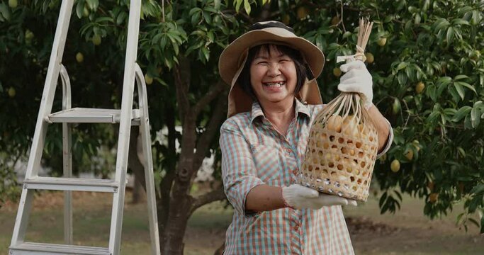 Senior Asian farmer harvesting fresh sweet yellow Marian plums or Gandaria fruit. Maprang or mayong-chit exotic tropical fruits.
