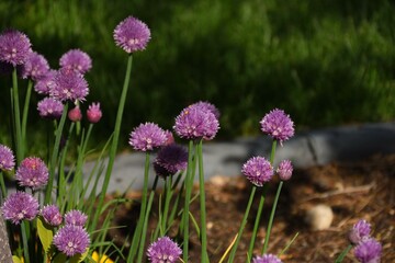 Obraz premium Flowers