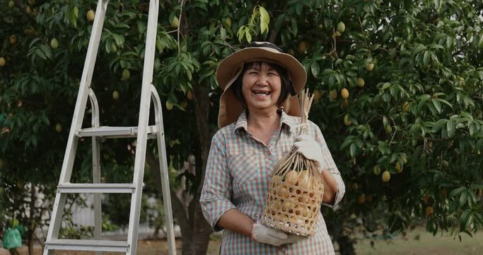 Senior Asian farmer harvesting fresh sweet yellow Marian plums or Gandaria fruit. Maprang or mayong-chit exotic tropical fruits.