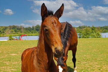 Close up portrait of brown hanoverian foal with mare mare on meadow, river background - Netherlands