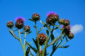 kwitnący karczoch na tle niebieskiego nieba, blooming artichoke on blue sky background, Cynara cardunculus