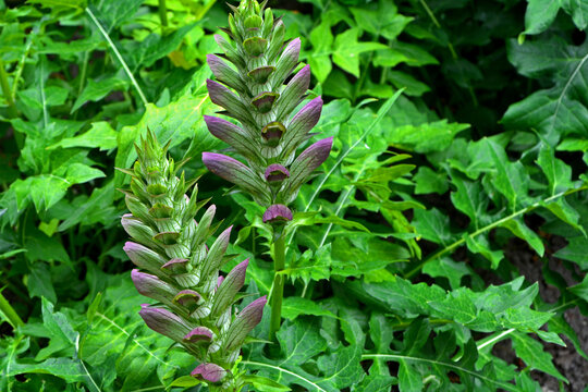 kwitnący akant miękki, zielone, kłujące liscie, Acanthus mollis 