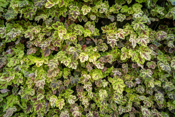 A decorative wall made of leaves