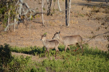Parque Kruger South africa