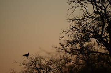 Parque Kruger South africa