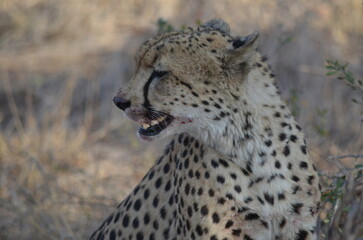 Parque Kruger South africa