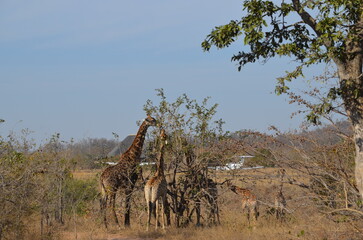 Obraz na płótnie Canvas Parque Kruger South africa