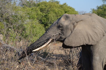 Parque Kruger South africa