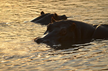 Parque Kruger South africa