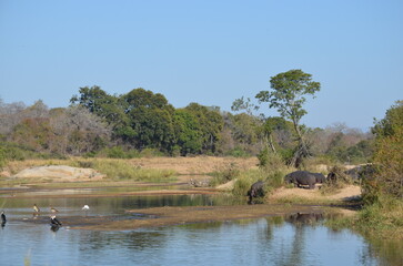 Parque Kruger South africa
