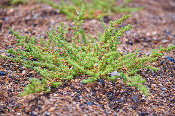 green bush weaving on the ground grows